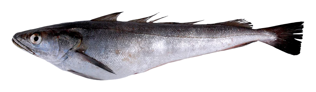 Merluza fresca, entera