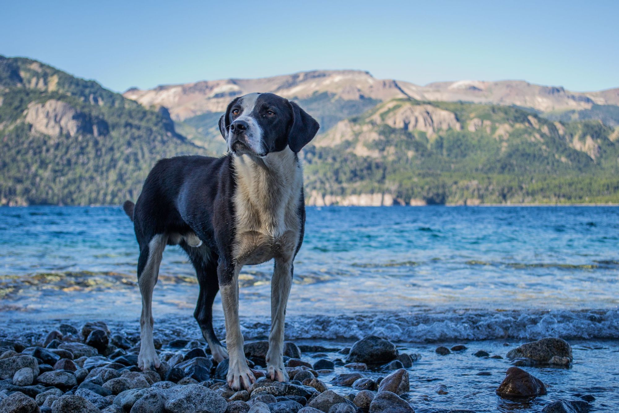 Perro de campo de pie en la orilla rocosa de un lago de la Patagonia, con cerros detrás
